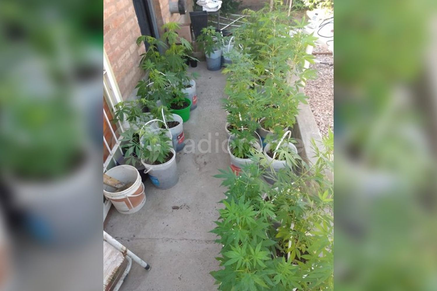 Intervinieron en un domicilio por un hecho de amenazas y terminaron secuestrando plantas de cannabis