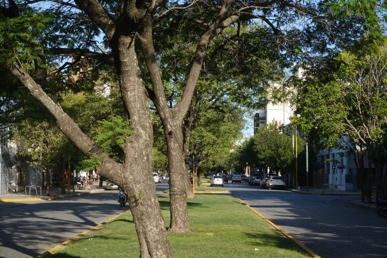 A la hora de elegir un árbol para plantar en la vereda, hay que respetar una lista elaborada por el municipio.