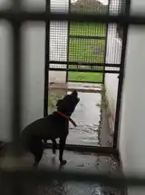 La imagen de uno de los caniles del predio, luego de la intensa lluvia.