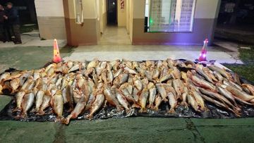 Decomisaron mil kilos de dorado transportados de manera ilegal