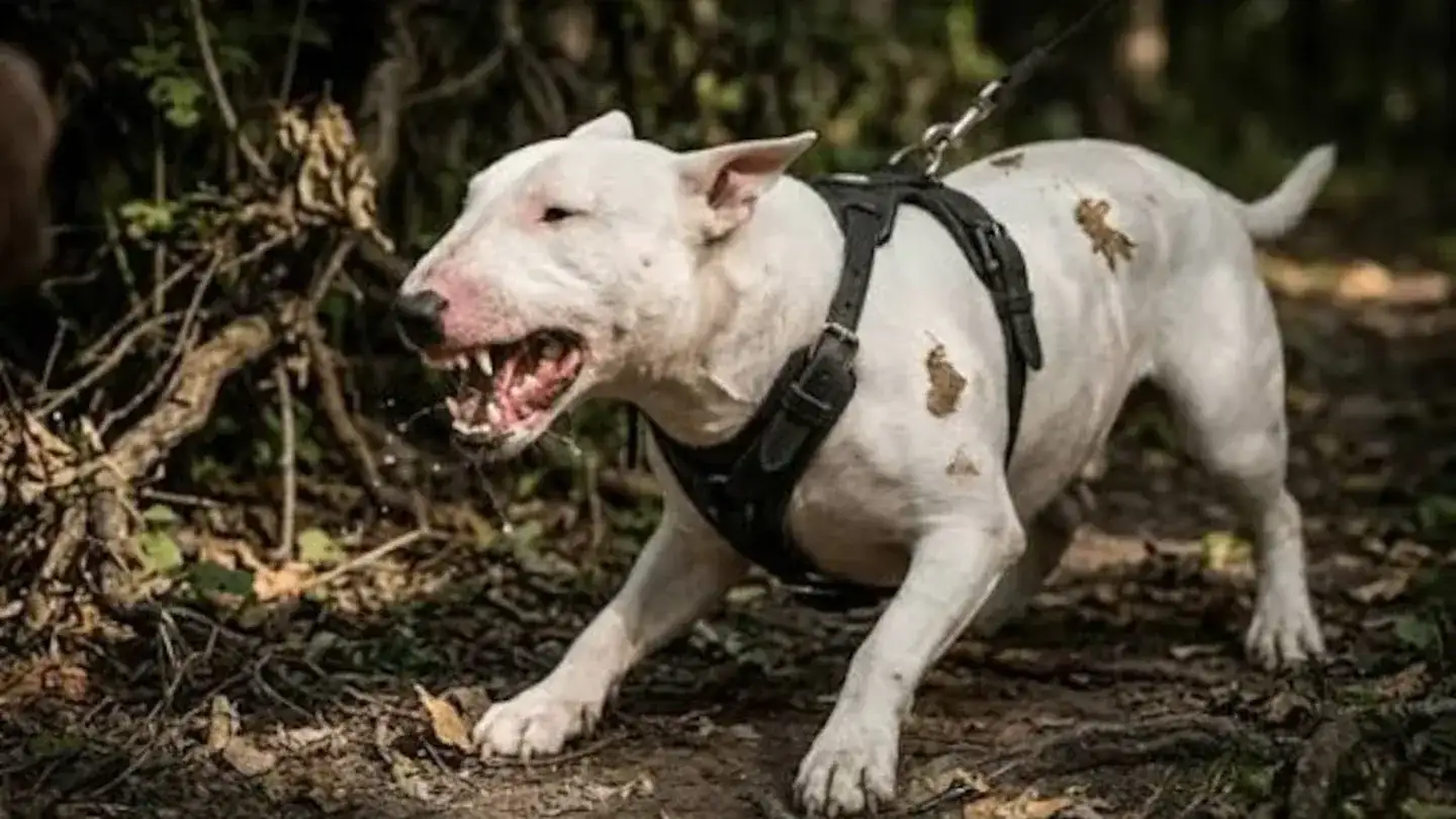 Feroz ataque de perro bull terrier