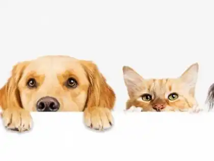 El 29 de abril se celebra el día del animal en Argentina.