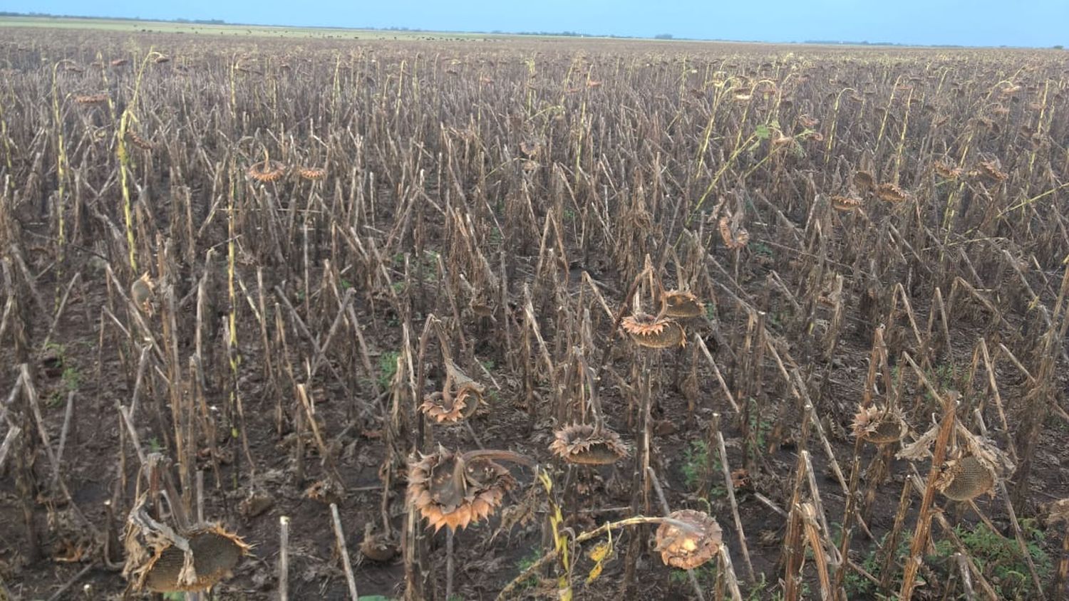 Granizó en algunas zonas de Tandil y provocó daños en los cultivos