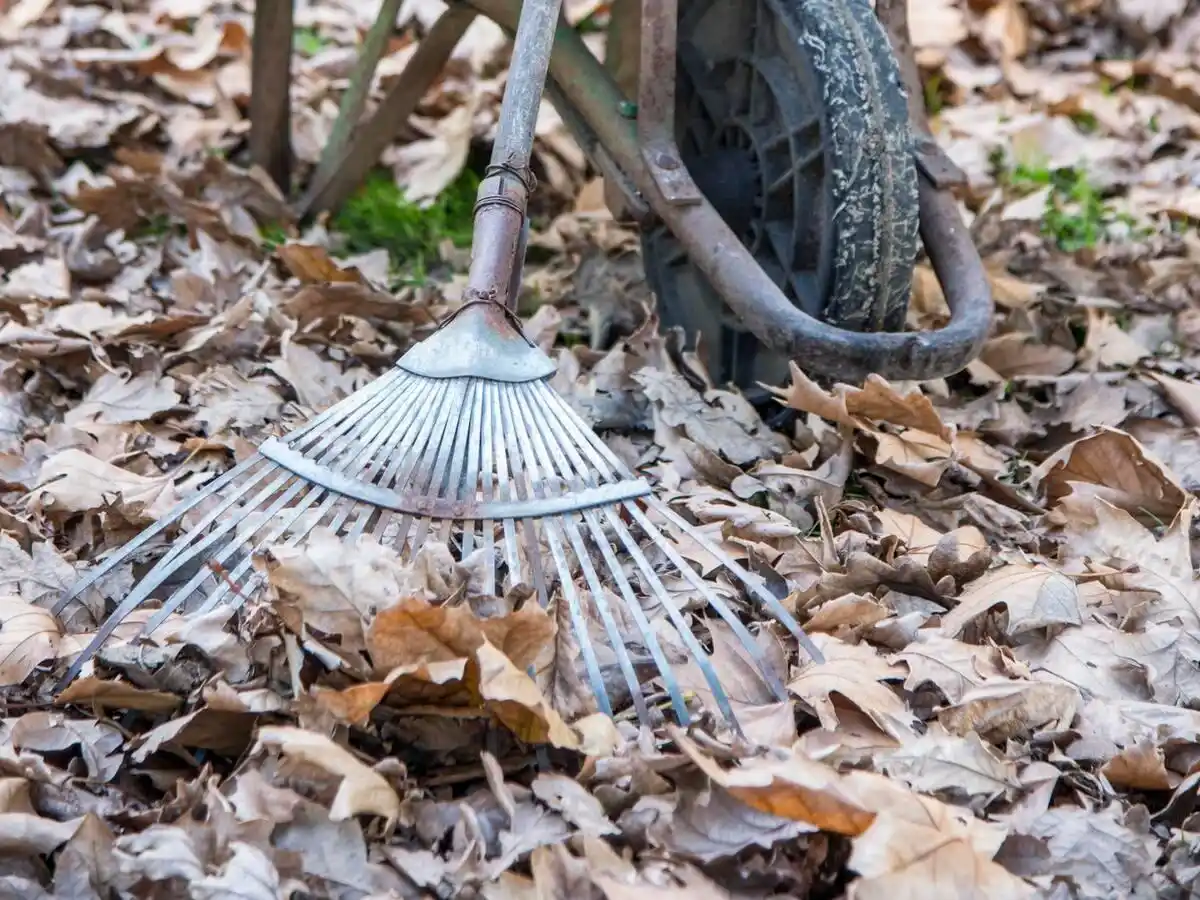 Qué hacer con las hojas caídas: consejos para reutilizarlas en casa