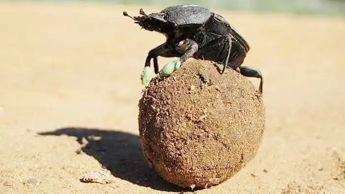 ¿Cuál es el animal más fuerte del mundo?