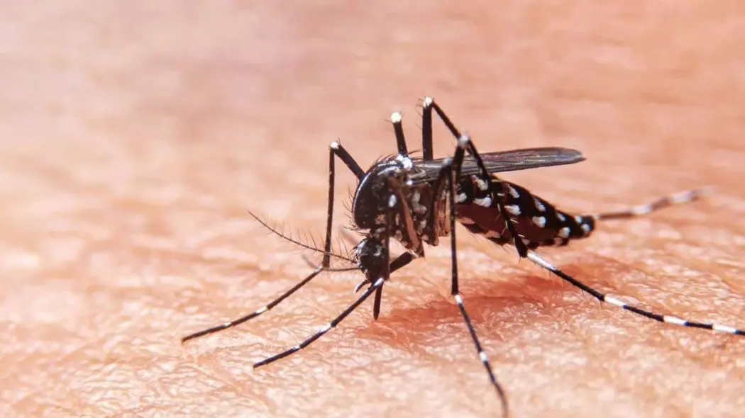 Dengue: Confirman 78 casos en La Plata