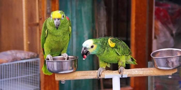 "Gripe del loro", la enfermedad que dejó a 4 personas internadas