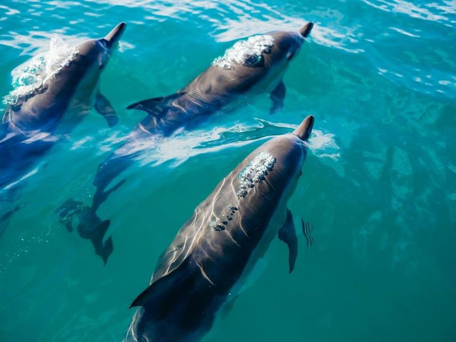 dia mundial ballenas y delfines - 1