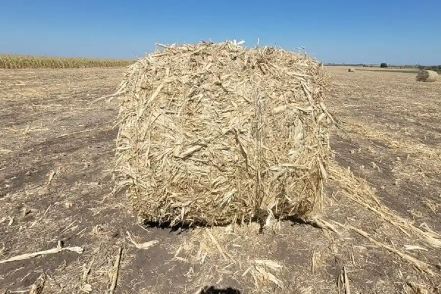 El 96 % del área de maíz de primera entre regular a mala