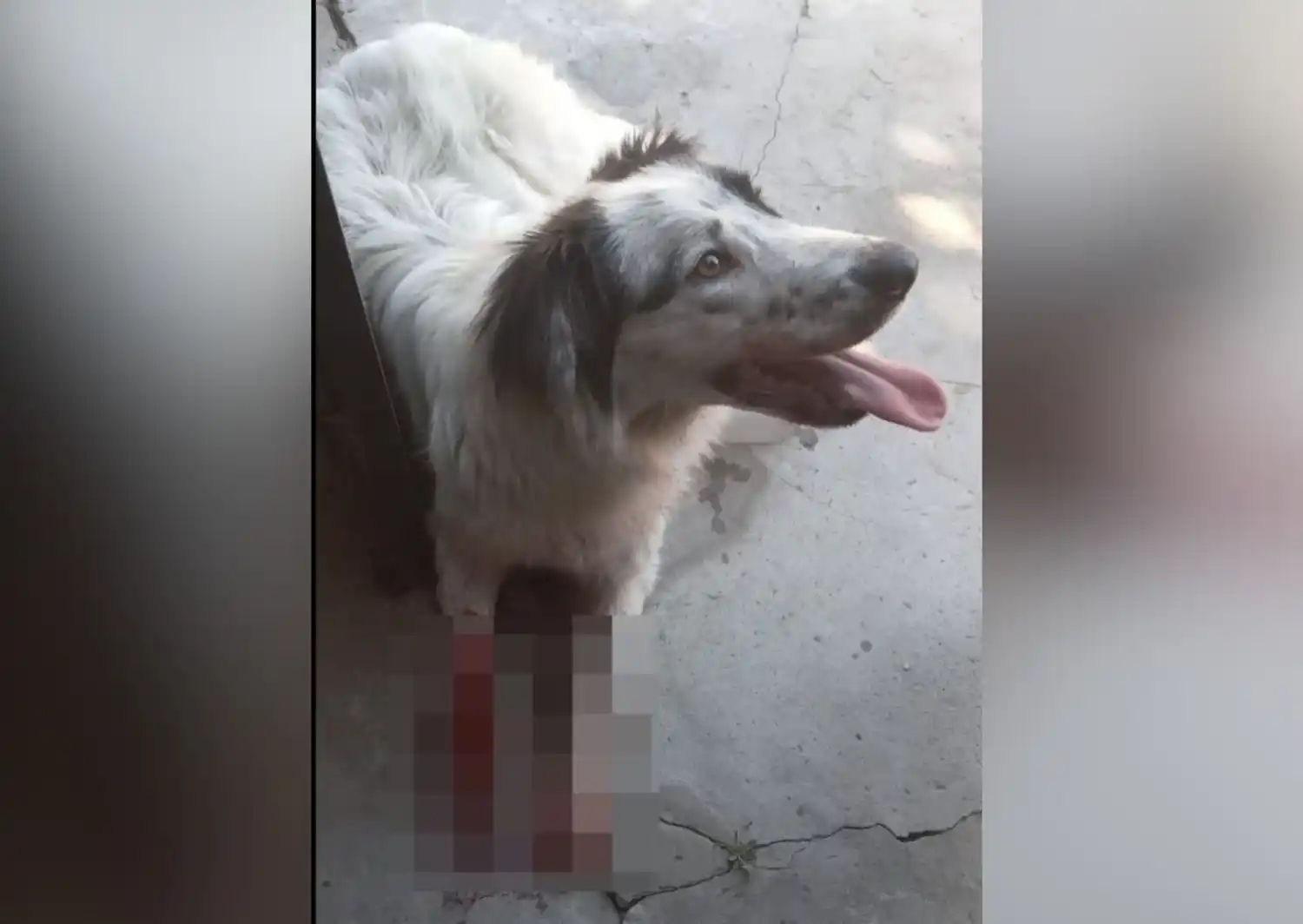 Piden ayuda para un perrito con las patitas lastimadas en barrio San Roque