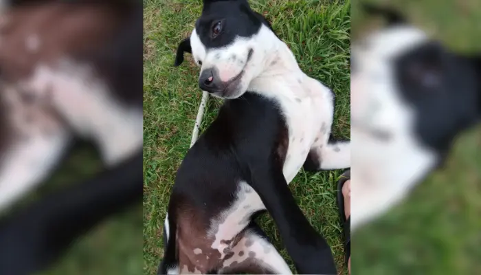 Mascotas: buscan a Terre