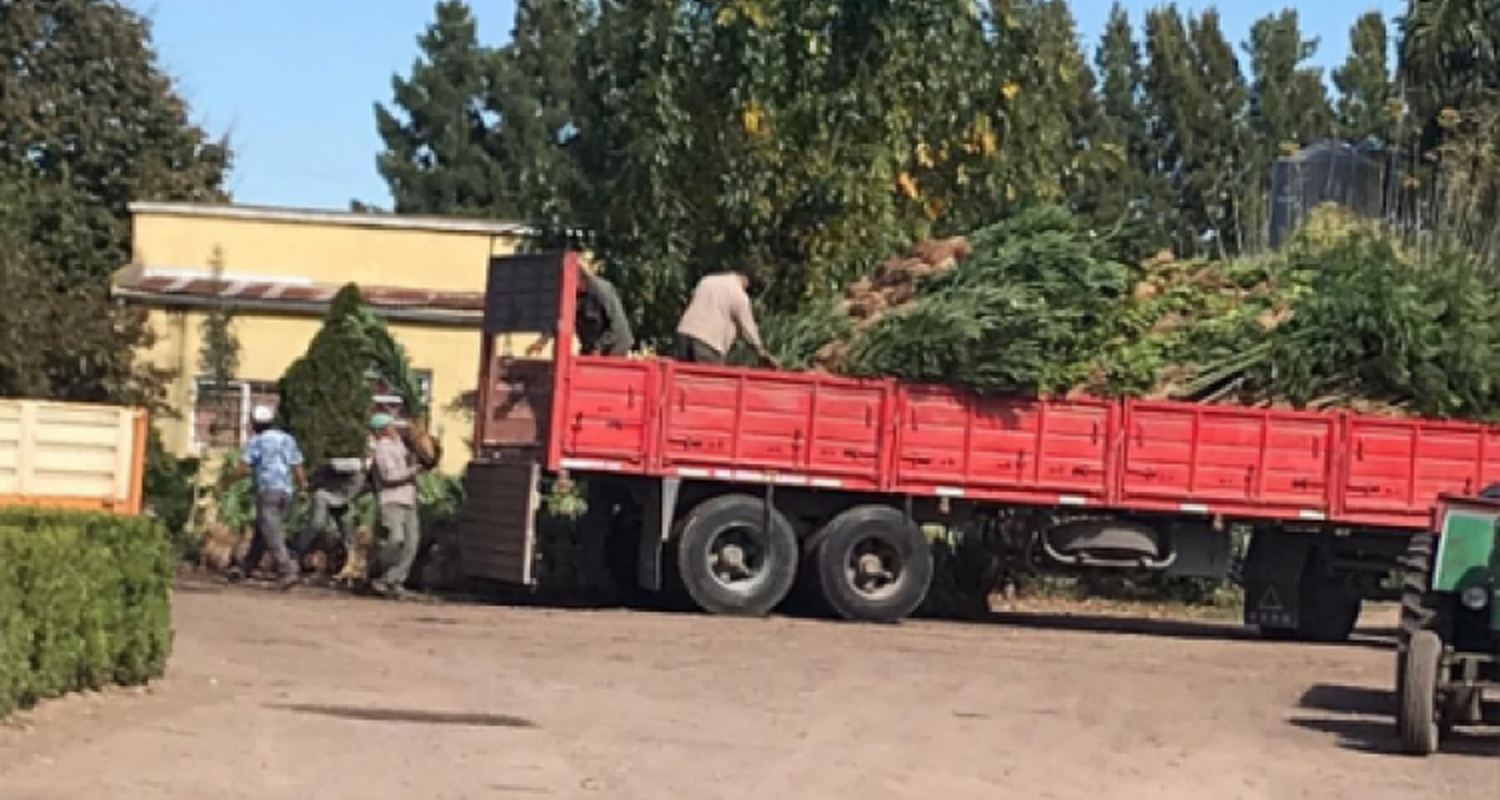 Robaron más de 5000 plantines de un vivero y sospechan que alimenta el “mercado interno”