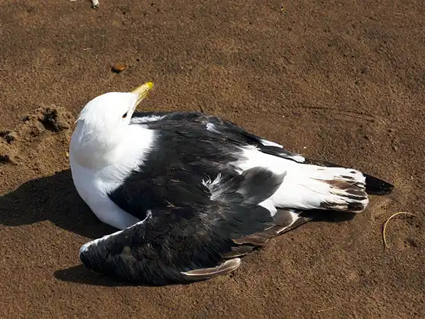 Se recomiendan cuidados ante la presencia de gaviotas muertas