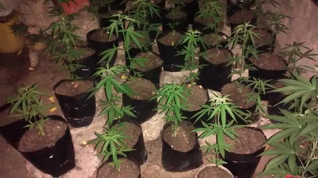 Descubren vivero de marihuana en Carmen de Areco