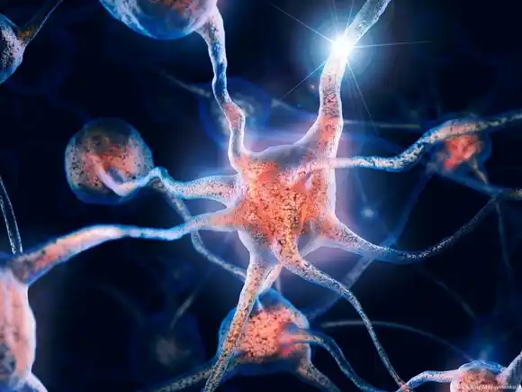 Descubren hormona natural que ayuda a proteger a las neuronas del daño del párkinson