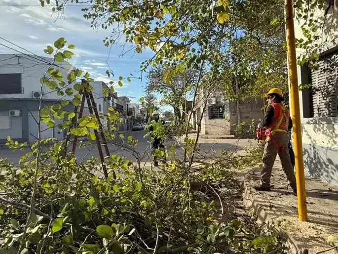 Comenzarán a podar los árboles del macrocentro desde Gervasio Méndez y Montevideo