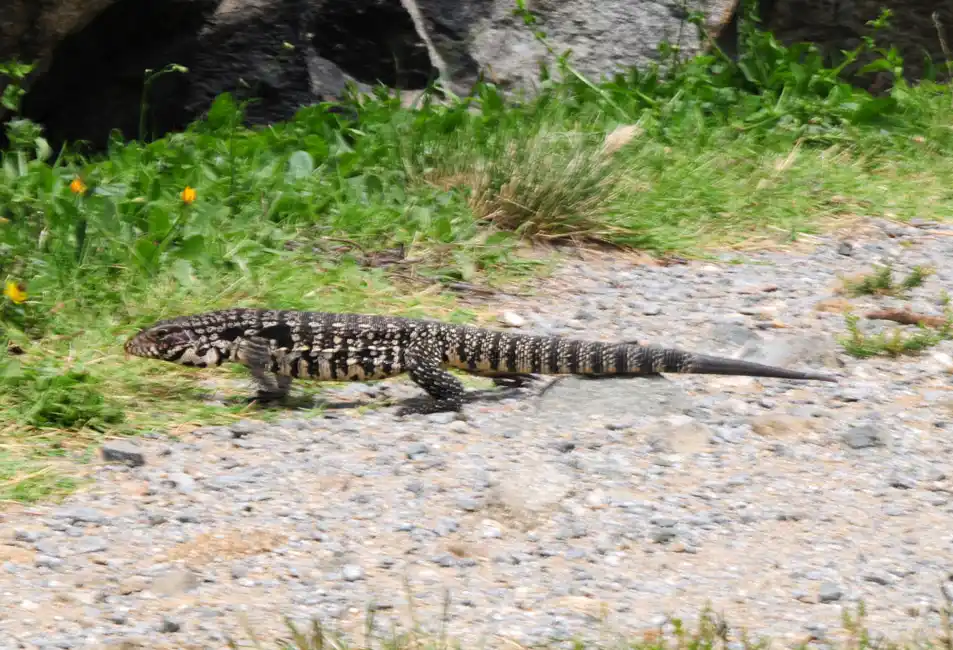 Un lagarto overo fue visto en Movediza y alertan a los vecinos por su preservación