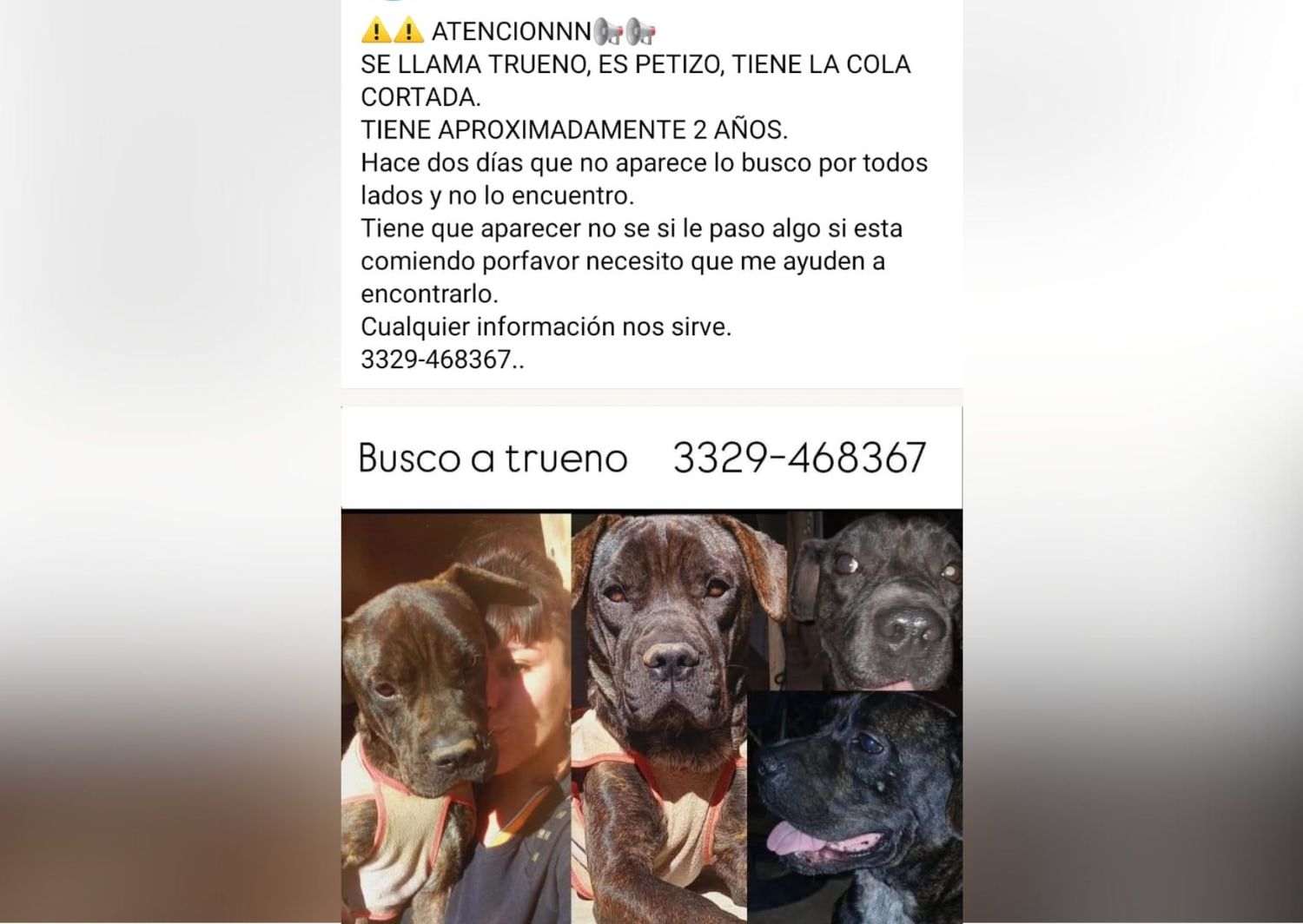 Buscan al perro Trueno: se perdió hace tres días