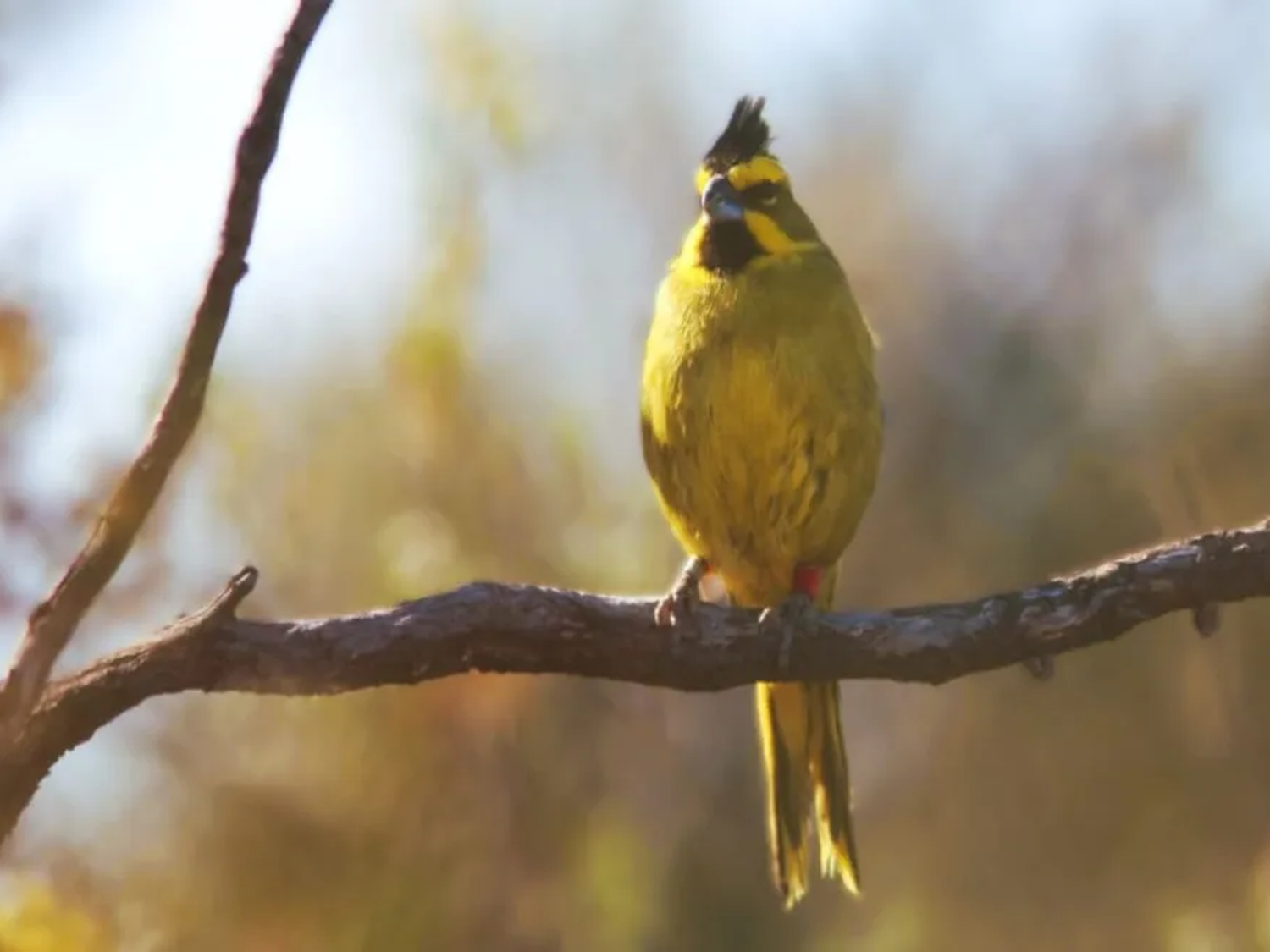 Con la intervención de expertos entrerrianos, se logró la liberación de 23 cardenales amarillos