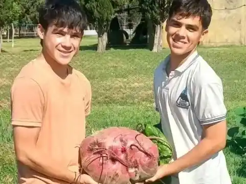 Estudiantes entrerrianos sorprenden con una remolacha de casi 12 kilos