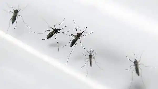 Confirmaron un nuevo caso de zika en el país
