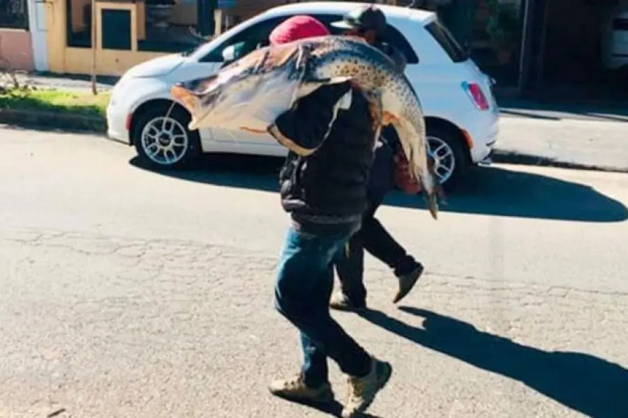 Pescó un surubí de 40 kilos, lo cargó al hombro y lo llevó hasta su casa