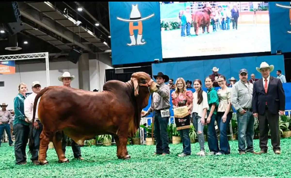 ¡DE LOS QUE DEMUESTRAN REALMENTE QUIENES SOMOS! Criador de ganado venezolano gana la Feria Brahman Show de Houston