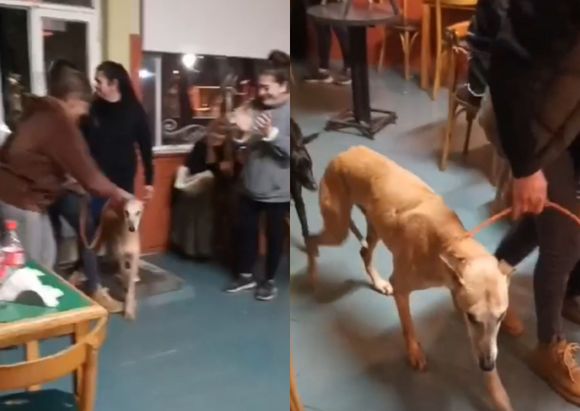 Final feliz: recuperaron los galgos robados del Refugio San Pedro