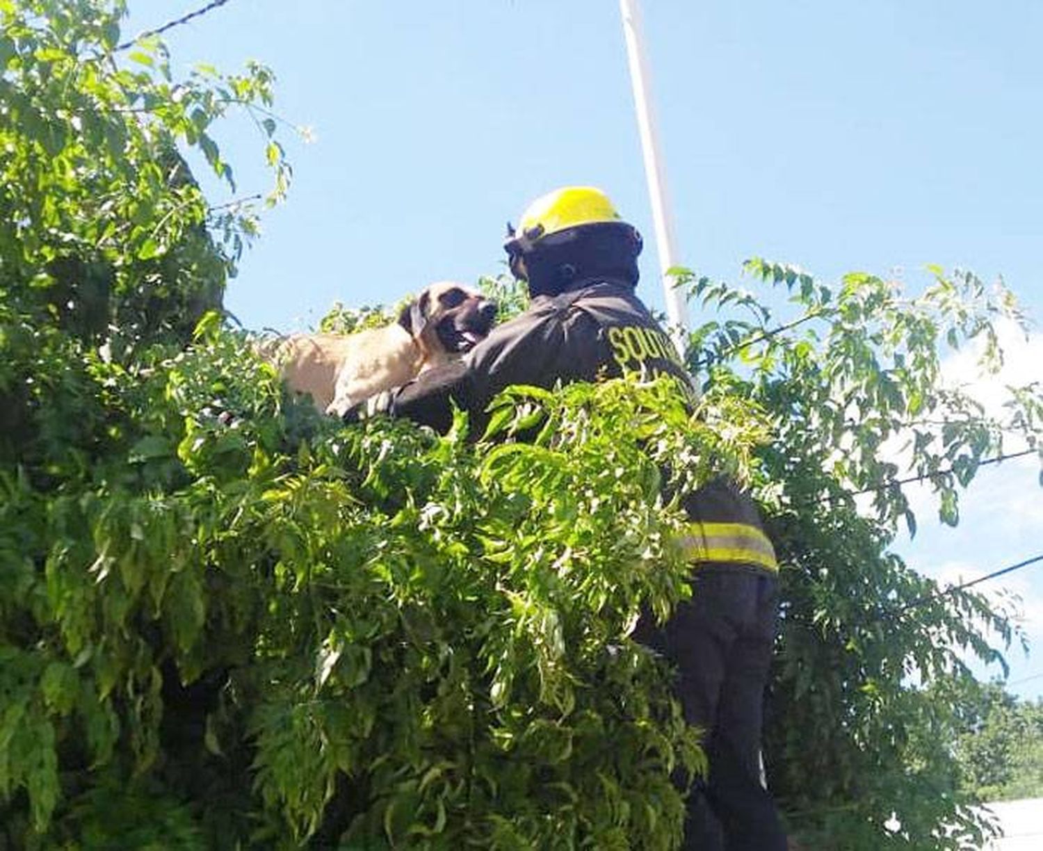 Un perro fue rescatado de un muro de 2 y ½ metros de altura