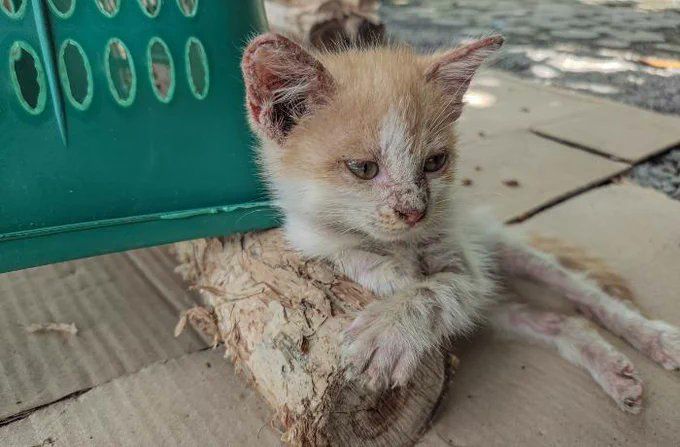 El Municipio de Paraná trabaja en el protocolo ante casos de maltrato a animales domésticos