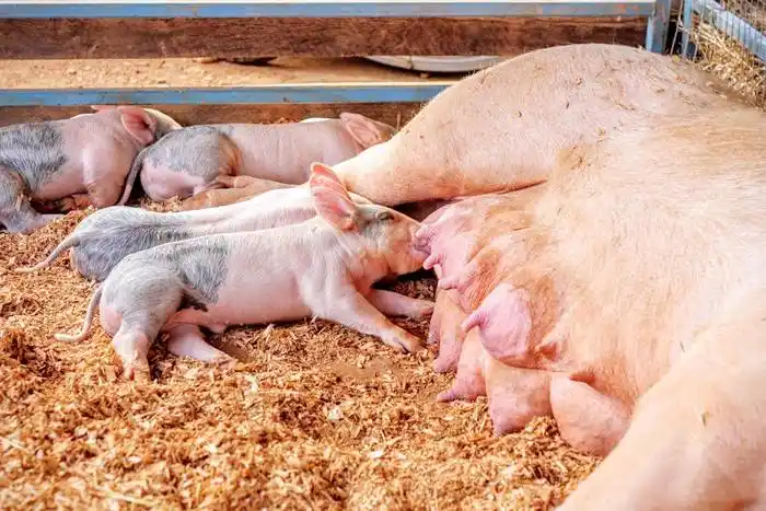 FARER y CARTEZ compartieron una charla sobre las granjas chinas de cerdos 