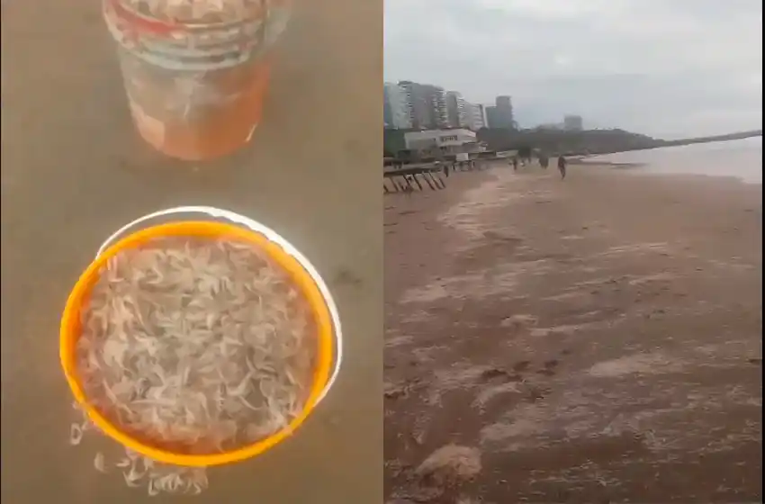 Crías de camarones inundaron las arenas de Playa Grande
