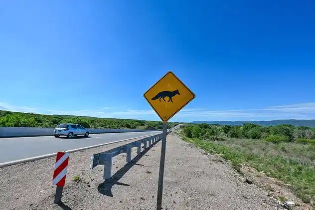 Córdoba registra 777 muertes de animales en rutas en 3 años. (La Voz del Interior)