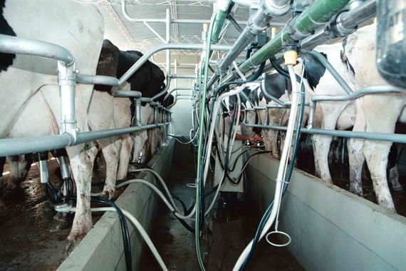 Más de mil tambos cerraron en el país desde que asumió Milei