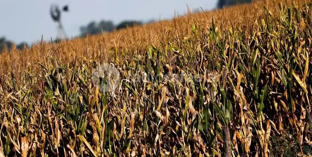 La última publicación del informe mensual de oferta y demanda agrícola del USDA generó un fuerte impacto en los mercados.