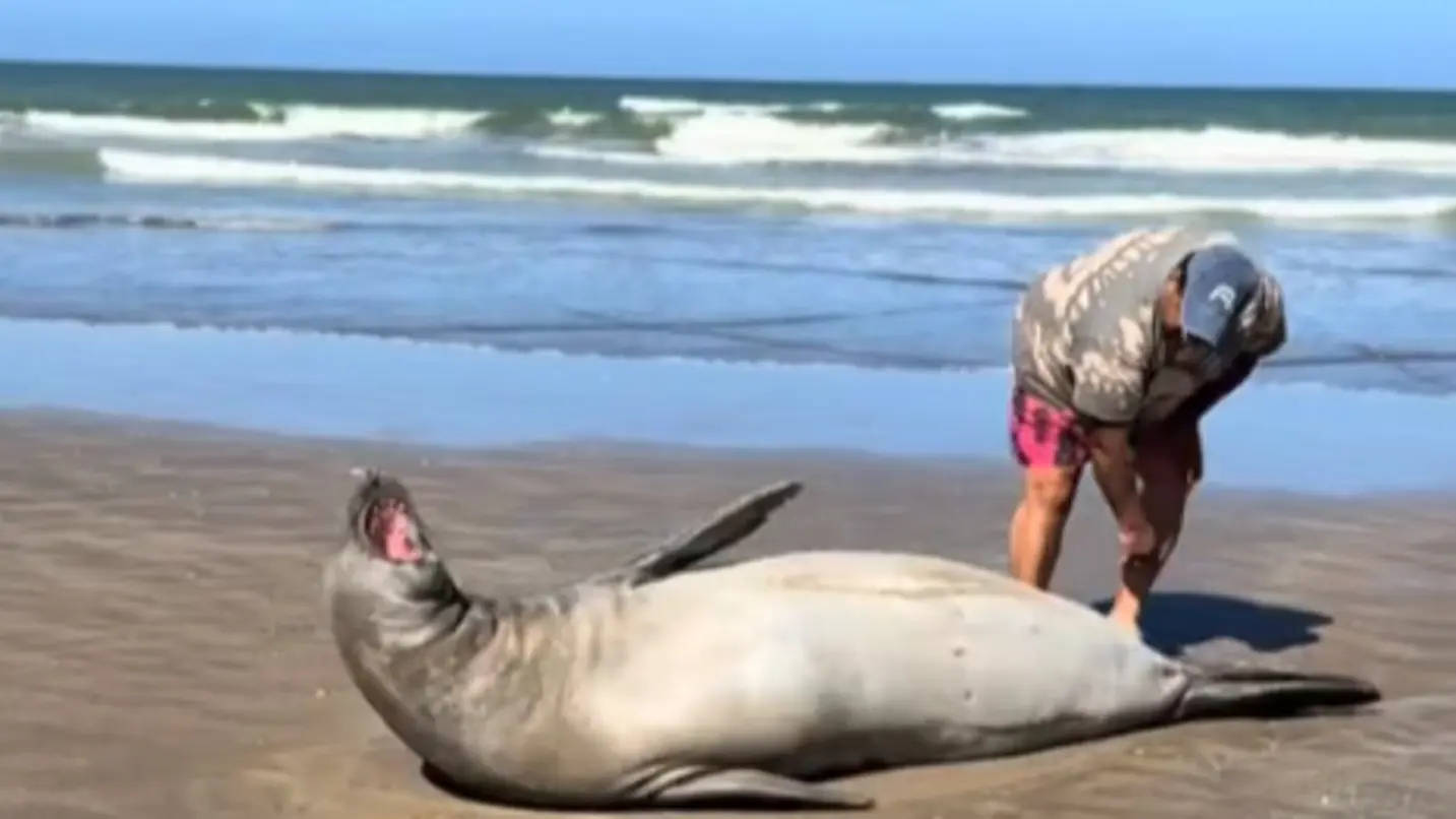 Discusión y tensión en la playa por un lobo marino: un turista intentó tocarlo y generó un fuerte cruce