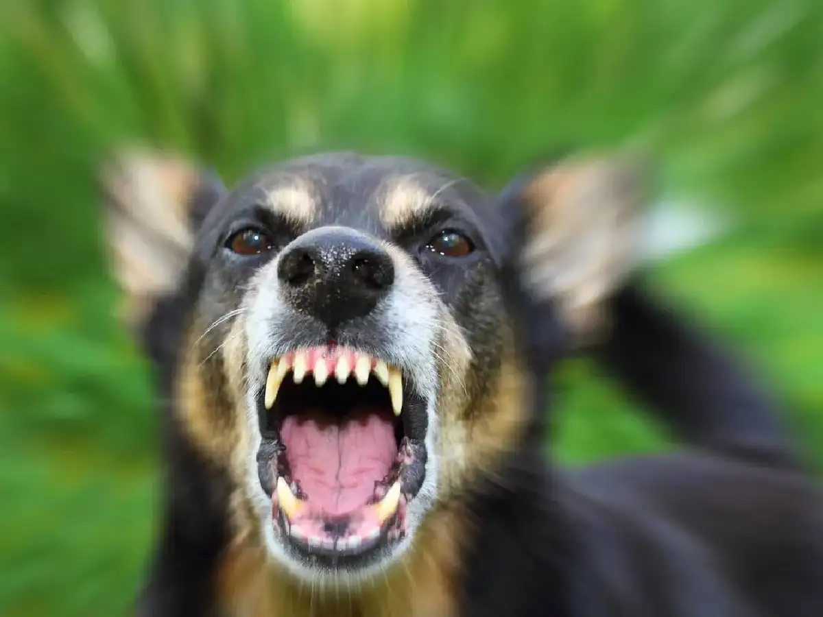 Muerto el perro, se acabó la rabia