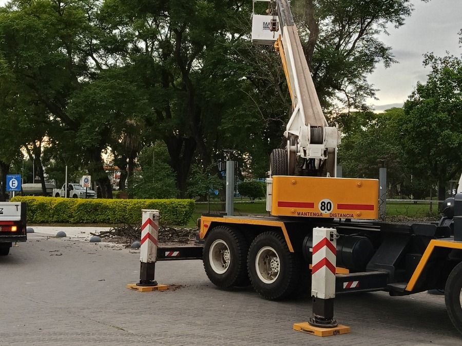Extracción de ejemplar de tipa en Plaza Libertad