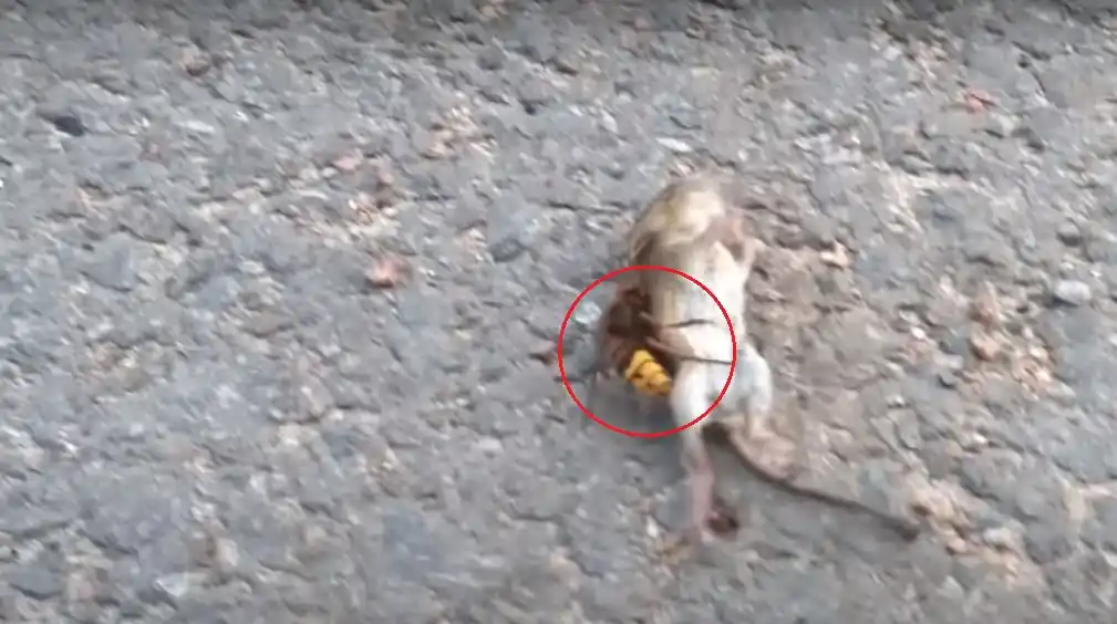 Video: el momento en que un "avispón asesino" mata a un ratón