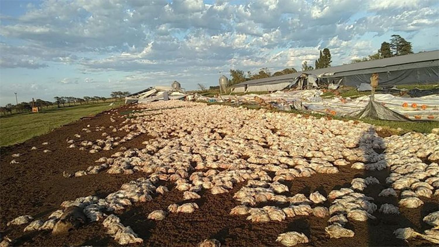 Temporal en el sur cordobés: el viento voló cuatro galpones avícolas