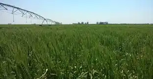 Riego: la llave para aumentar el área agrícola