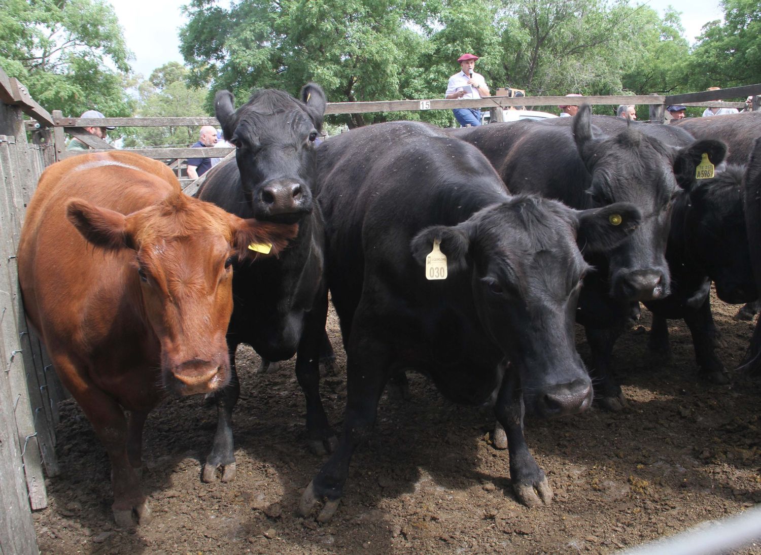 La Agrícola Ganadera con todo a favor