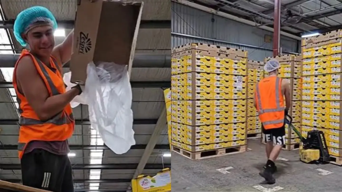 Trabajó 17 días seguidos juntando kiwis en Nueva Zelanda y contó cuánto ganó: “Con cada pago se me pasaba el cansancio”