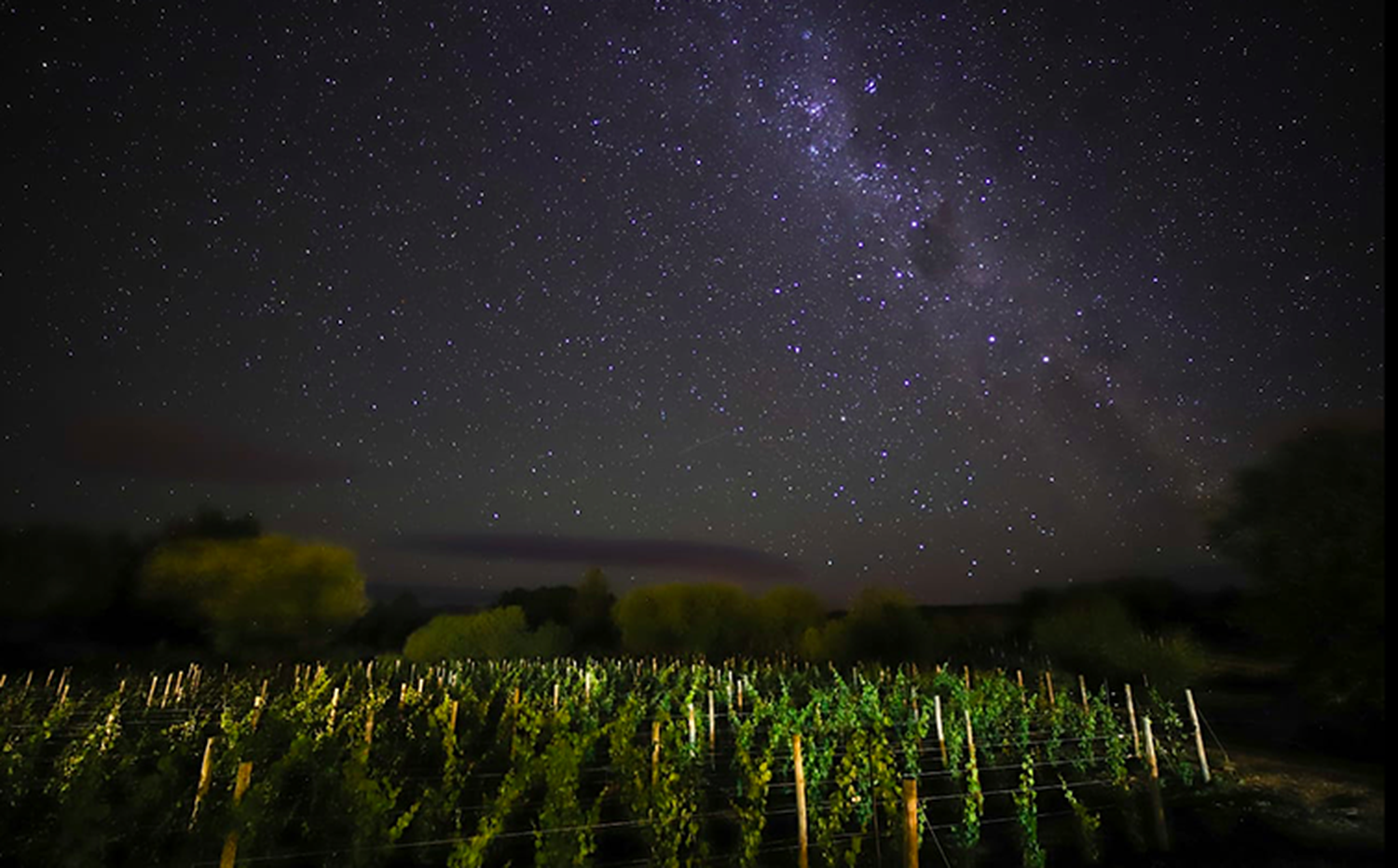 viñas de noche