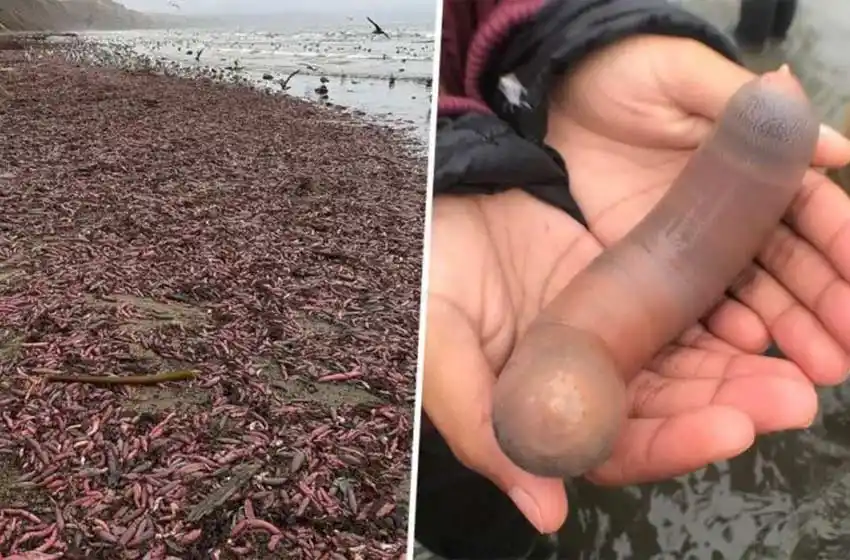 Aparecieron cientos de «peces penes» en una playa