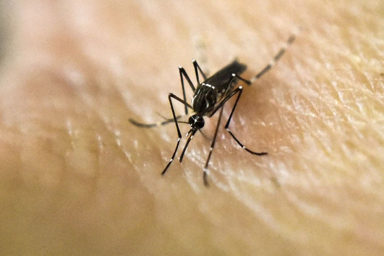 El dengue sigue batiendo récords de casos y muertes en el país