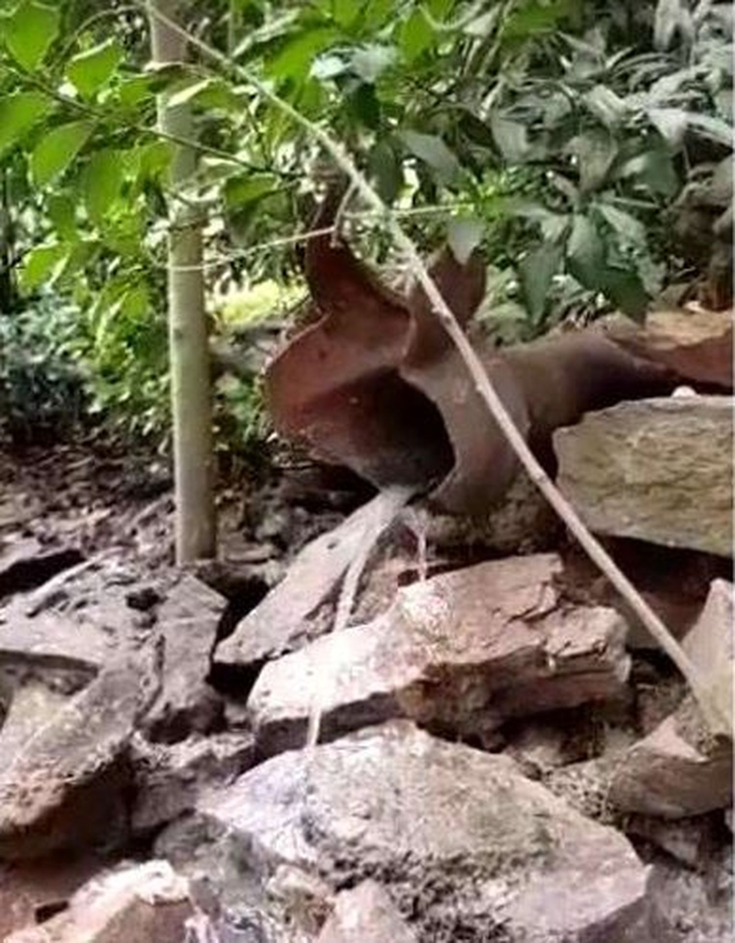 Denunciaron que se vierten desechos cloacales sobre el Parque Independencia