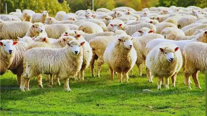Las exportaciones de carne ovina crecieron 34% en el primer semestre