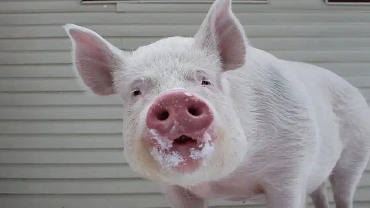 ¿EL PERNIL DE DICIEMBRE? Rayo mató a 13 cerdos de cría en Caracas