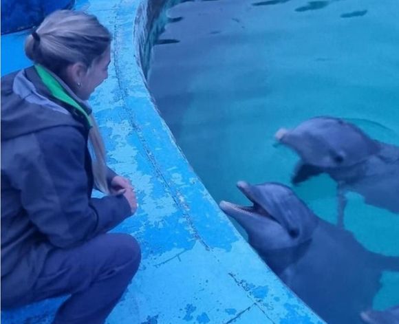 La situación de los delfines del ex Aquarium de Mar del Plata llegó al Concejo Deliberante con dos pedidos de informes